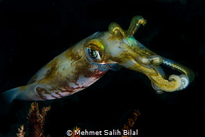The squid. by Mehmet Salih Bilal 